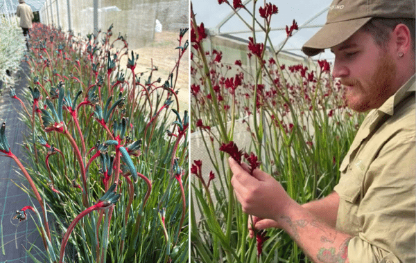Kangaroo Paw ‘Bush Fury’ 